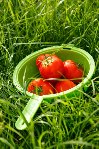 Pomodori freschi — Foto Stock