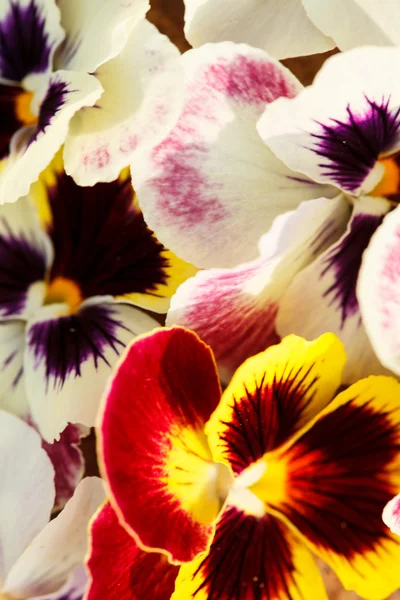 Different pansies — Stock Photo, Image