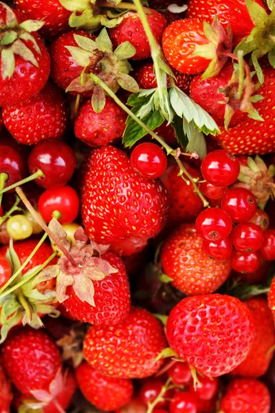 Red berries — Stock Photo, Image