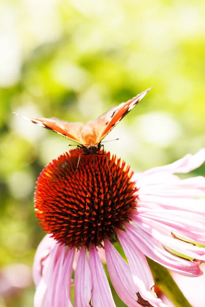 Summer garden flower — Stock Photo, Image
