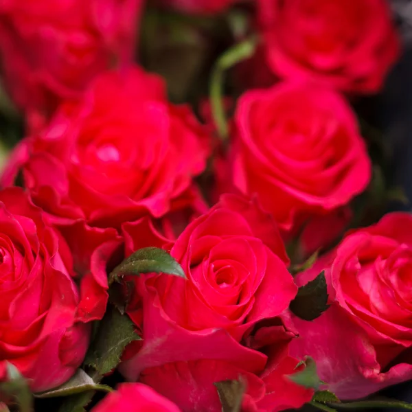 Rosas rojas — Foto de Stock