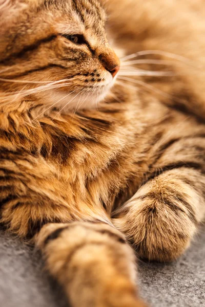 Pěkná kočka — Stock fotografie