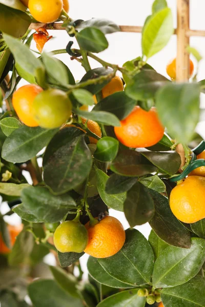 Mandariner på grenen — Stockfoto