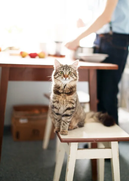 Katze auf der Küche — Stockfoto