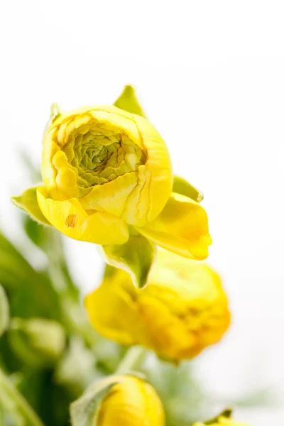 黄色毛茛属植物 — 图库照片