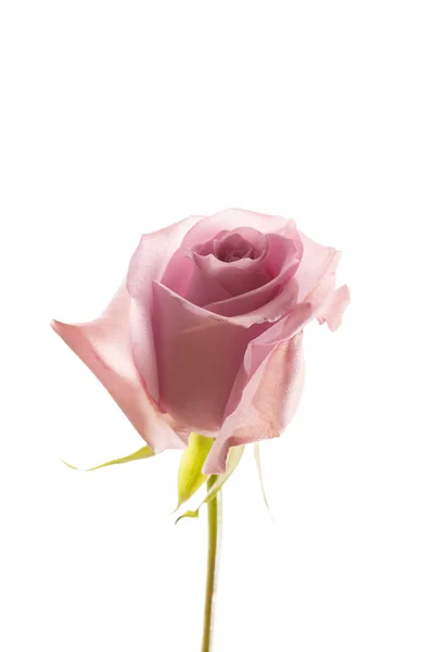 Bella rosa — Foto Stock