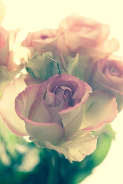 Beautiful rose — Stock Photo, Image