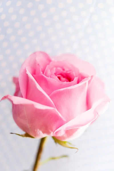 Bella rosa — Foto Stock