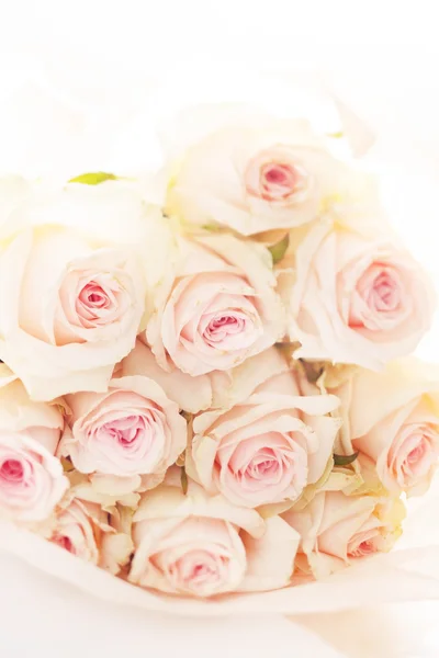 Pink roses — Stock Photo, Image