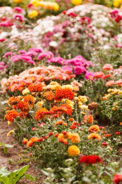 Bahçede kasımpatı çiçekleri