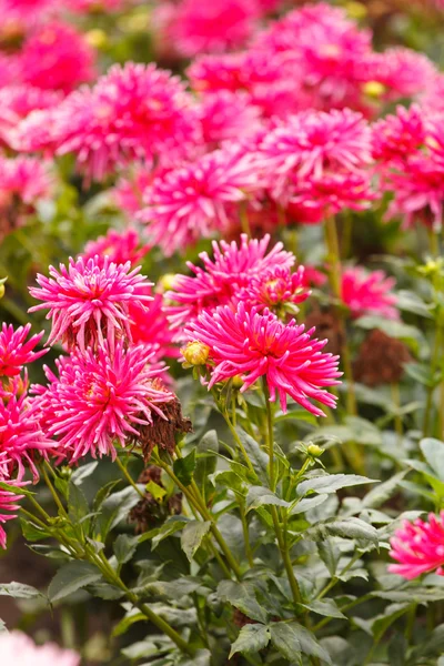 Colorful dahlia flower — Stock Photo, Image