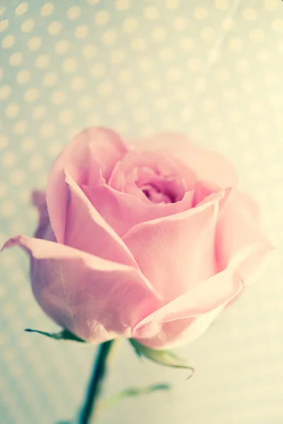 Mawar yang indah — Stok Foto