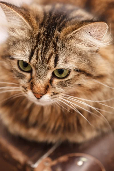 Gato bonito — Fotografia de Stock