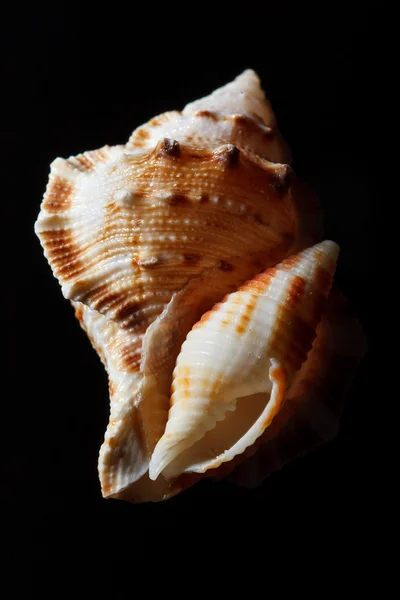 Concha do mar isolada em preto — Fotografia de Stock