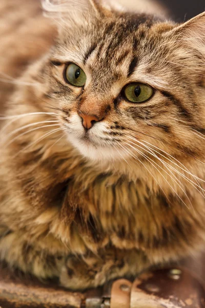 Nette Katze — Stockfoto