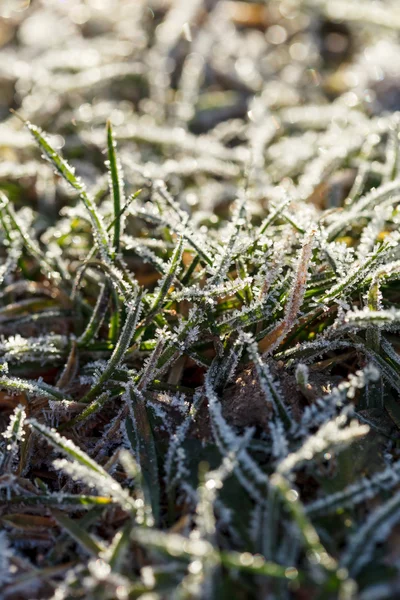 Erba verde con cristalli di ghiaccio — Foto Stock