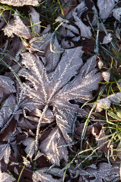 Foglie congelate — Foto Stock