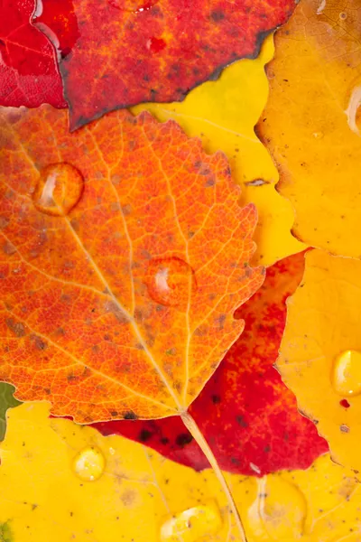 Hojas de otoño — Foto de Stock