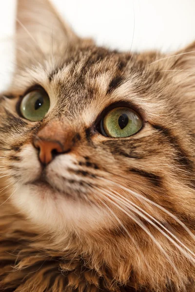 Gato bonito — Fotografia de Stock