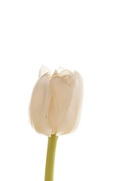 Fin tulipan – stockfoto