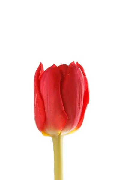 Bonita tulipa — Fotografia de Stock