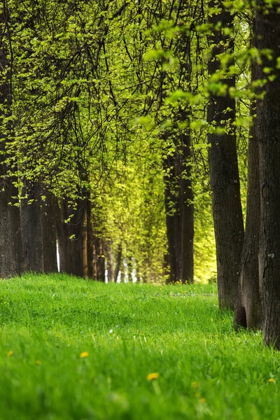 Schöner Park — Stockfoto