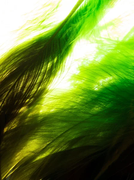 Color feathers — Stock Photo, Image