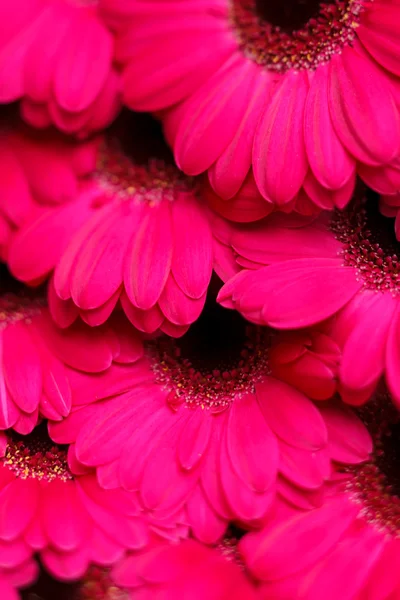 Gerbera blomster – stockfoto