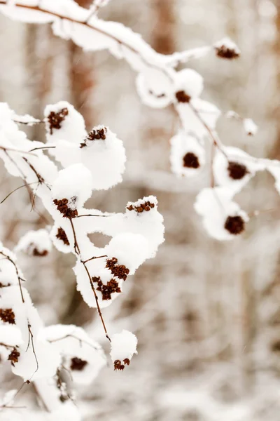 Foresta invernale — Foto Stock