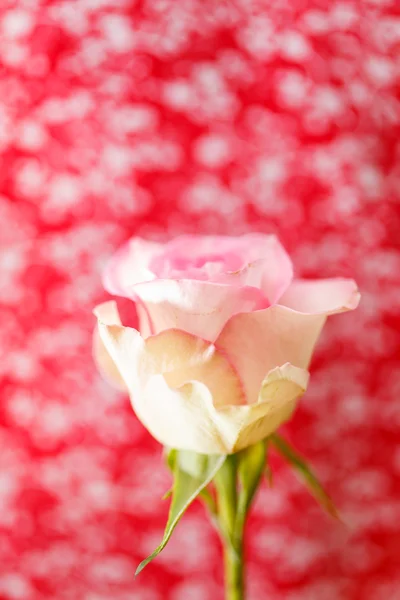 Beautiful rose — Stock Photo, Image