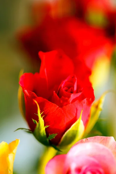 Schöne Rosen — Stockfoto