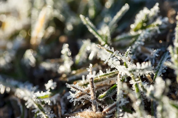 Grönt gräs med iskristaller — Stockfoto