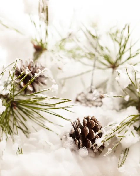 Árbol de Navidad —  Fotos de Stock