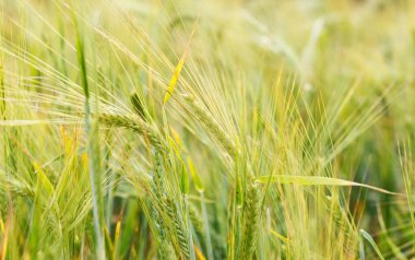 Mısır gevreği alan