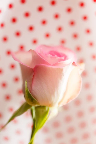 Beautiful rose — Stock Photo, Image