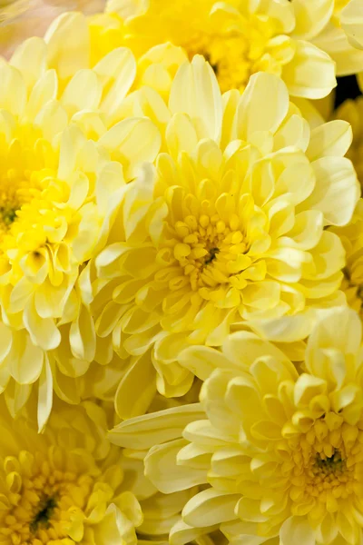 Χρυσάνθεμο λουλούδια — Φωτογραφία Αρχείου