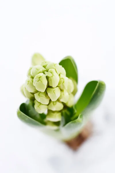 A young hyacinth — Stock Photo, Image