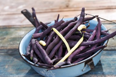 Mor çalı fasulyesi