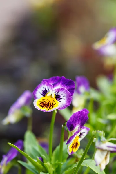 Makea violetti — kuvapankkivalokuva