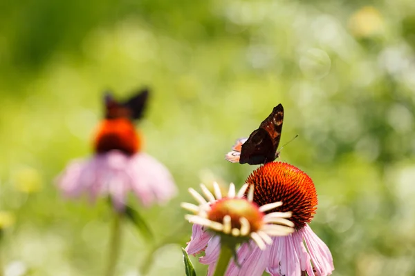 Summer garden — Stock Photo, Image