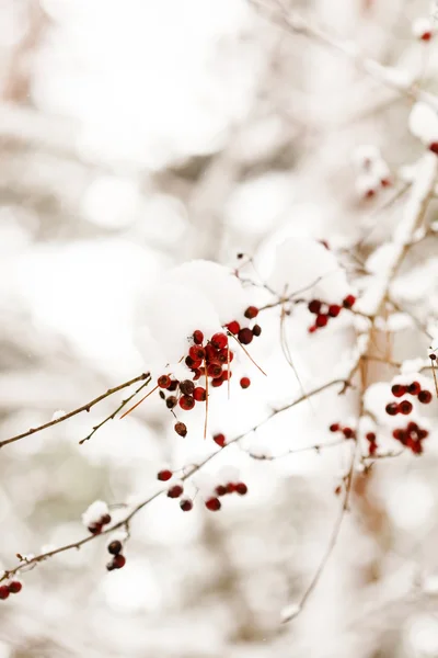 Winterwald — Stockfoto