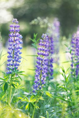 vahşi lupines