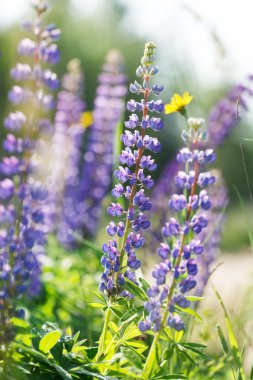 vahşi lupines