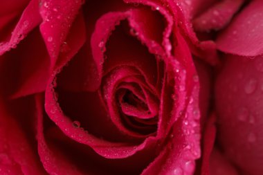 Pembe gül gülümsemek