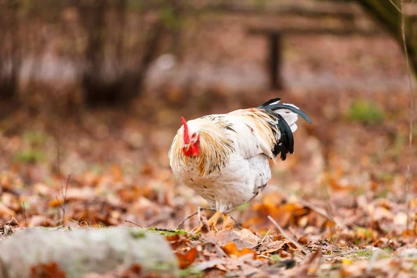 Poulet à la ferme — Photo