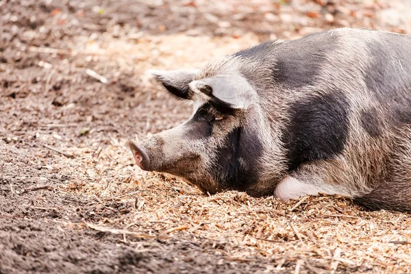 Cerdos en la granja —  Fotos de Stock