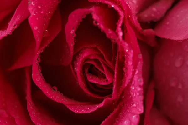 Rosa rosa close-up — Fotografia de Stock