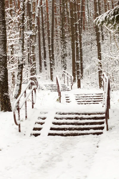 冬季森林 — 图库照片
