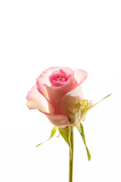 美丽的玫瑰 — 图库照片