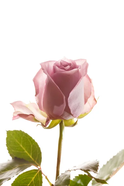 美しいバラ — ストック写真